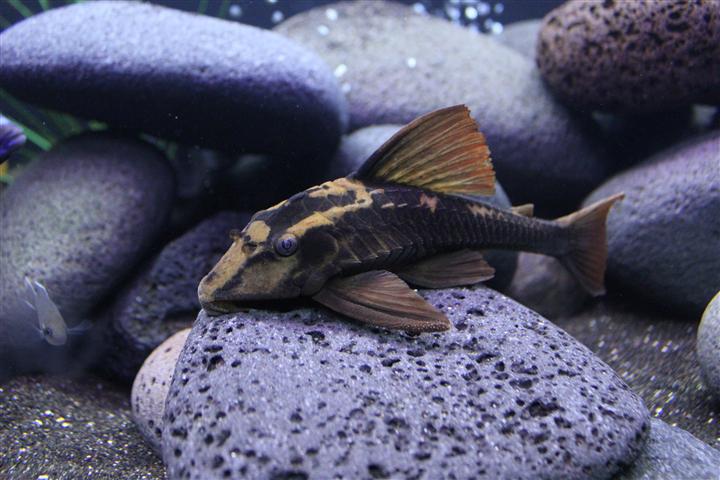 Rusty Pleco