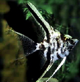 a_Pterophyllum_scalare__Marbled_ (1).jpg