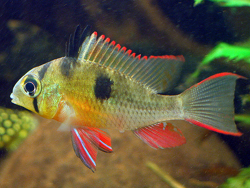 Bolivian Ram.jpg