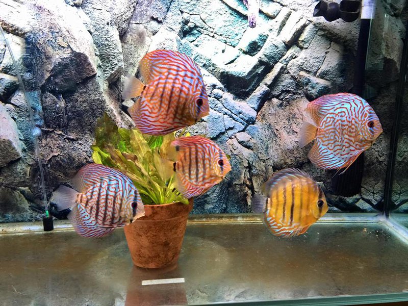 disc.jpg (151.3 KiB) Viewed 7220 times disc.jpg