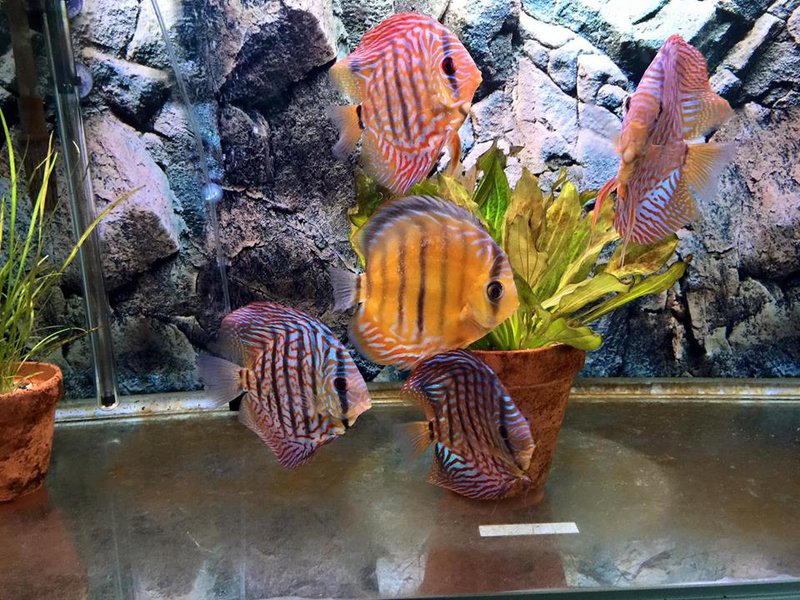 disc2.jpg (150.28 KiB) Viewed 7224 times disc2.jpg