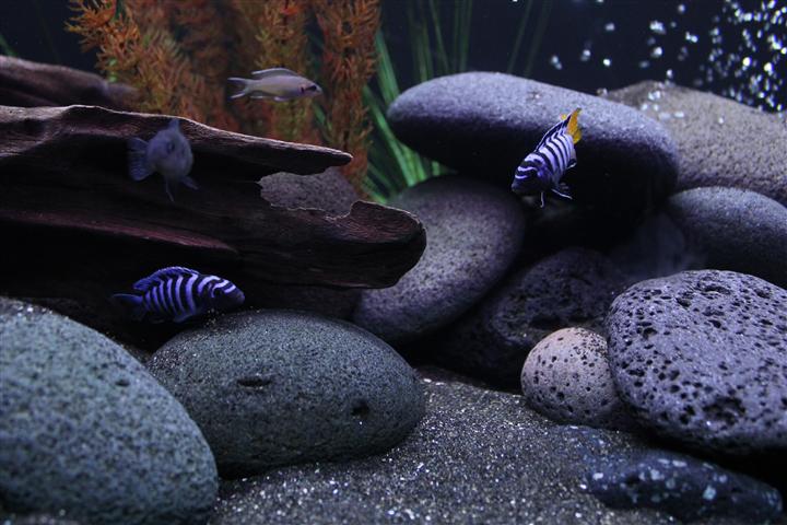 Demasoni vs Elongatus Mpanga